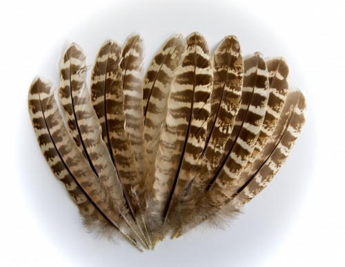 Veniard Hen Pheasant Ringneck Wing Quills